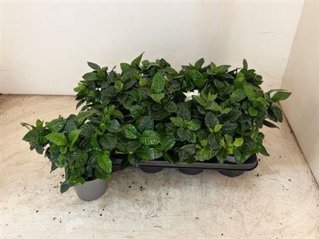 Горшечные цветы и растения оптом Gardenia Jasminoides от 8шт из Голландии с доставкой по России