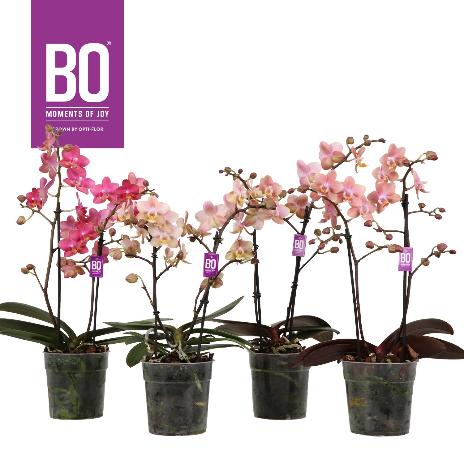Горшечные цветы и растения оптом Phal 2st Aroma Bo (opti) от 6шт из Голландии с доставкой по России