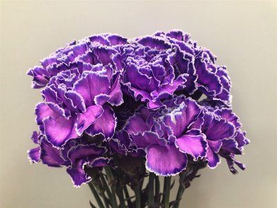 Срезанные цветы оптом Dianthus st paint milka от 80шт из Голландии с доставкой по России