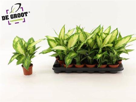 Горшечные цветы и растения оптом Dieffenbachia Camilla от 18шт (для телеги) из Голландии с доставкой по России