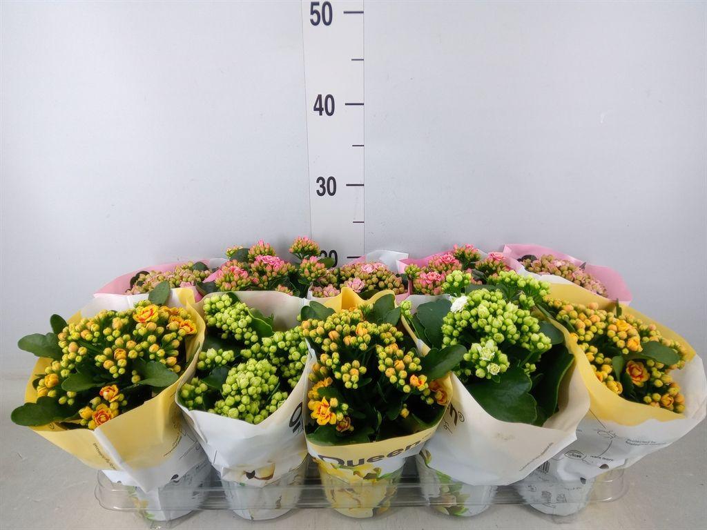 Горшечные цветы и растения оптом Kalanchoe Blos.   ..rosebud Mix Gr от 10шт из Голландии с доставкой по России