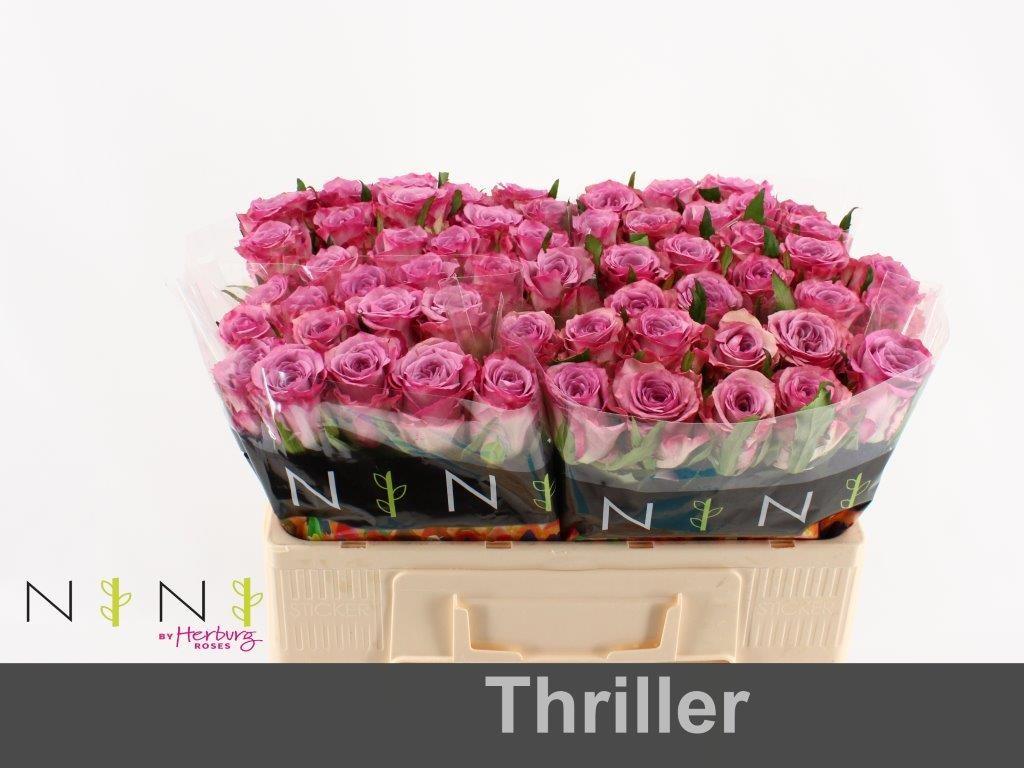 Срезанные цветы оптом Rosa large thriller от 60шт из Голландии с доставкой по России