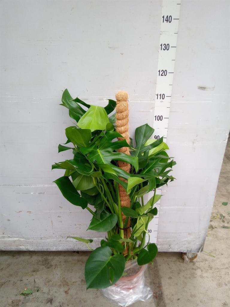 Горшечные цветы и растения оптом Monstera Deliciosa Mosspole (air So Pure) от 1шт из Голландии с доставкой по России