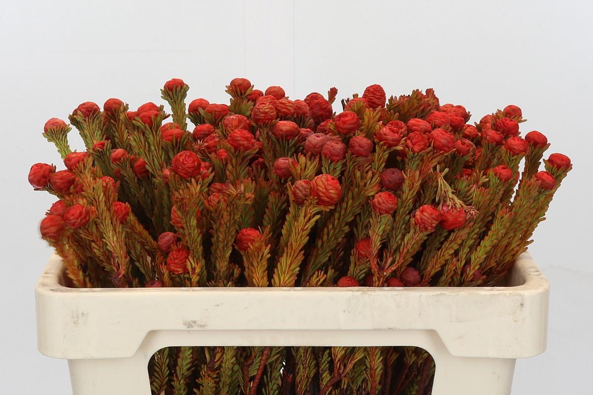 Срезанные цветы оптом Cape green tortum red от 50шт из Голландии с доставкой по России