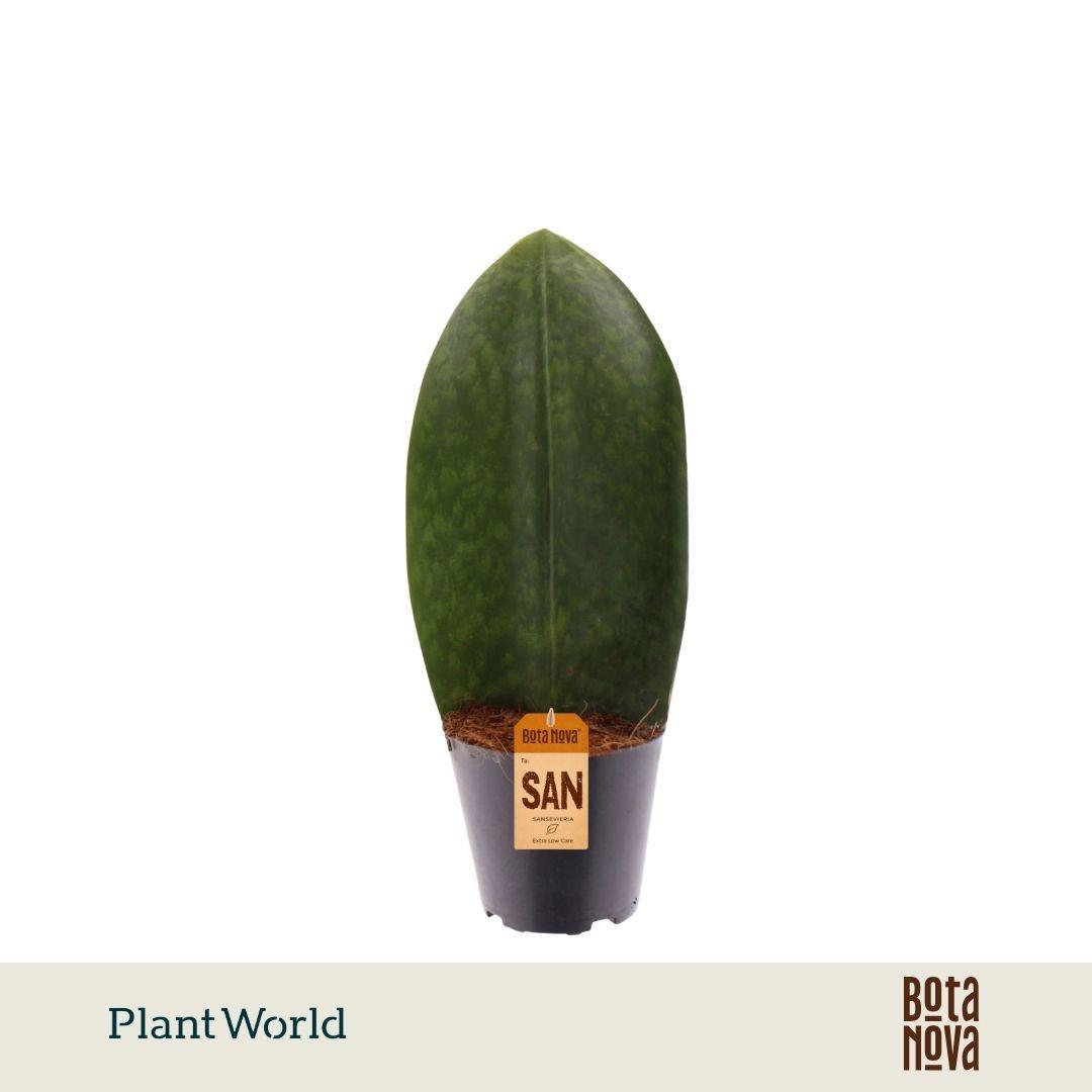 Горшечные цветы и растения оптом Sansevieria Masoniana Whale Fin от 6шт из Голландии с доставкой по России