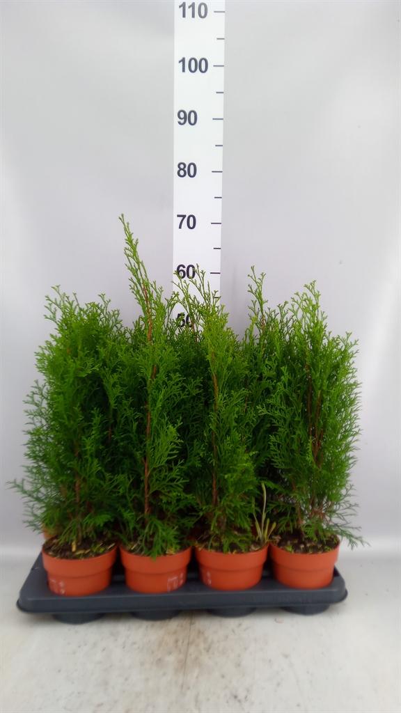 Горшечные цветы и растения оптом Thuja Occid. smaragd от 8шт из Голландии с доставкой по России