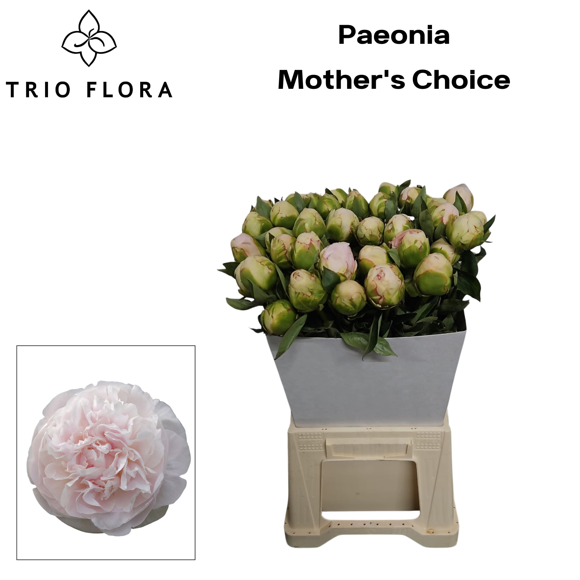 Срезанные цветы оптом Paeonia mothers choice от 40шт из Голландии с доставкой по России