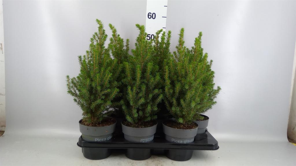 Горшечные цветы и растения оптом Picea Glauca perfecta A от 6шт из Голландии с доставкой по России