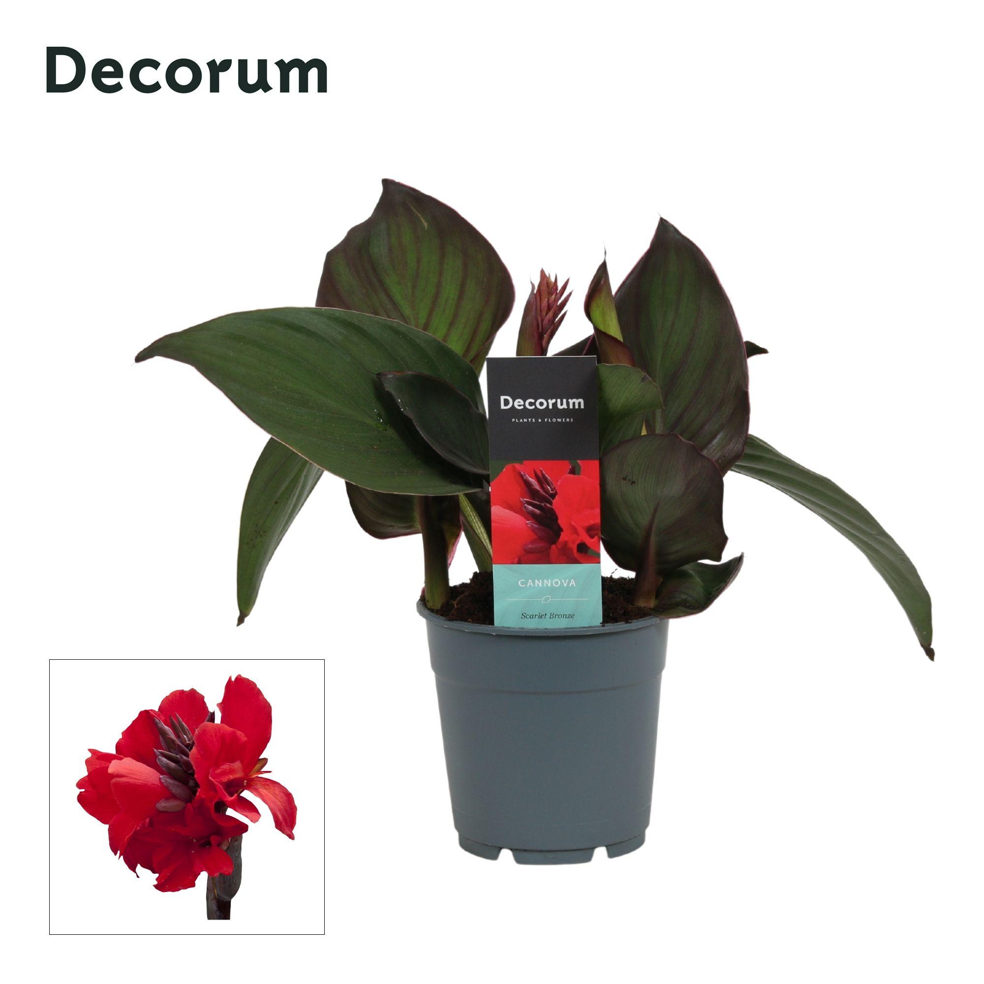 Горшечные цветы и растения оптом Canna Bronze Scarlet (decorum) от 10шт из Голландии с доставкой по России
