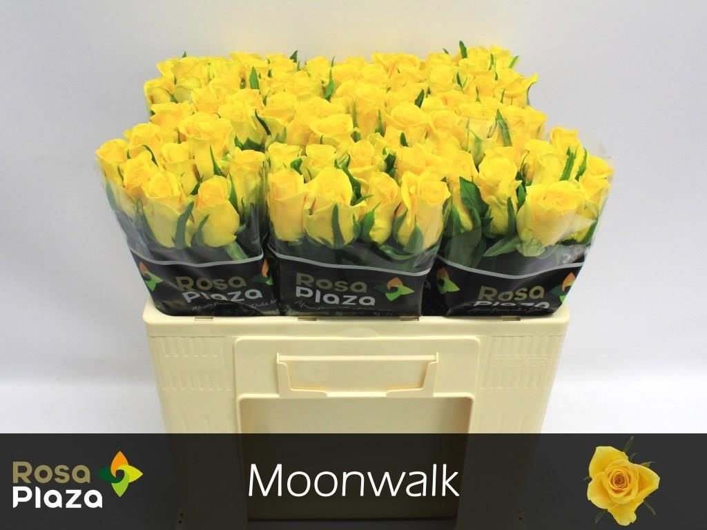 Срезанные цветы оптом Rosa large moonwalk от 80шт.. из Голландии с доставкой по России