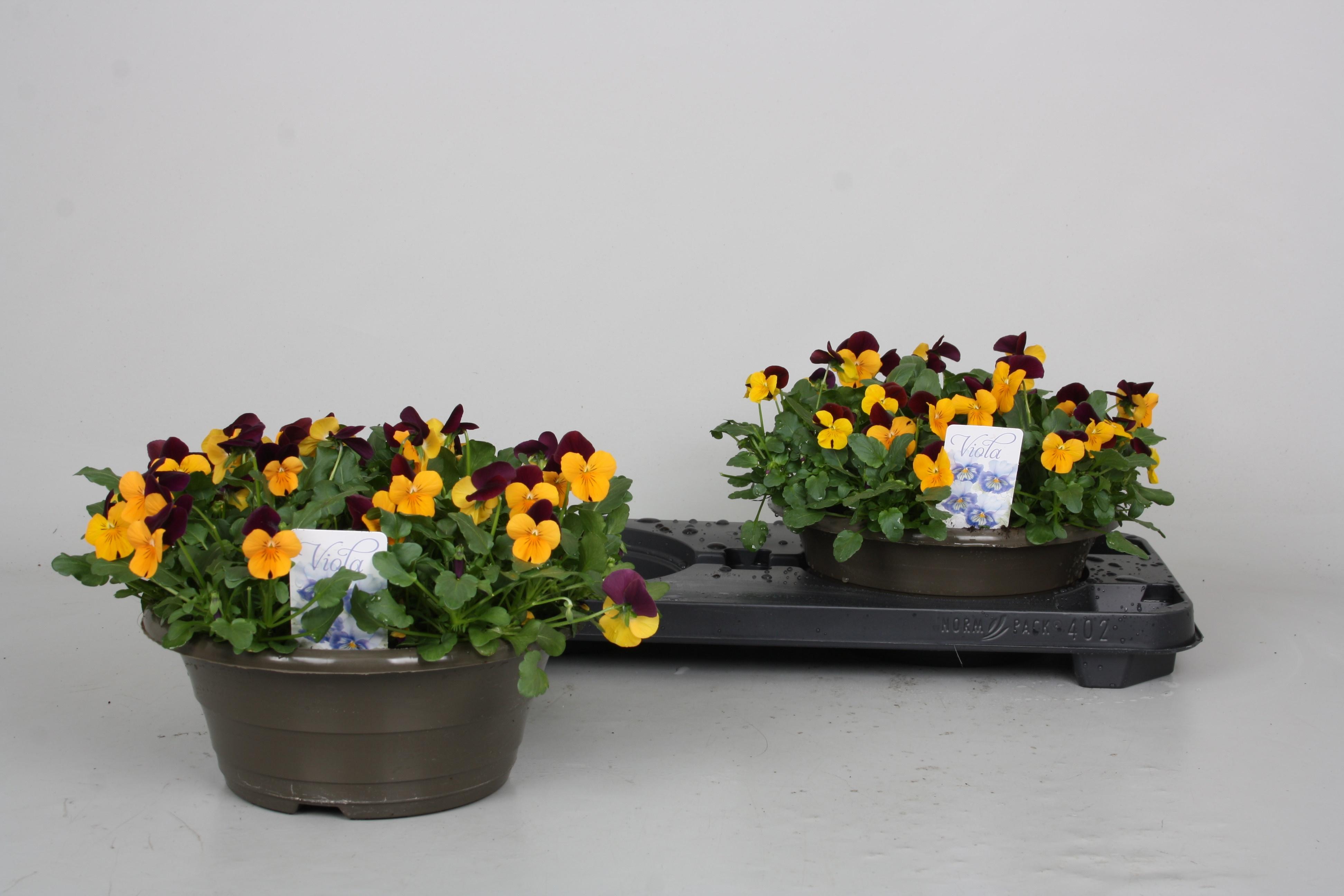 Горшечные цветы и растения оптом Vio Co P  O W P Wing от 2шт из Голландии с доставкой по России