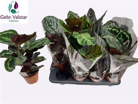 Горшечные цветы и растения оптом Calathea Mix от 8шт из Голландии с доставкой по России