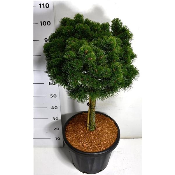 Горшечные цветы и растения оптом Pinus Mugo March On Stem от 1шт из Голландии с доставкой по России