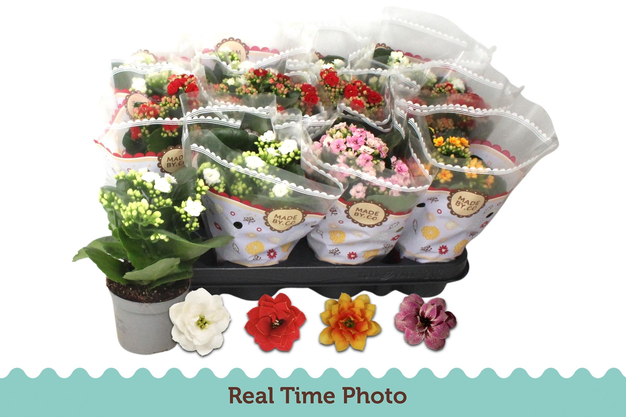 Горшечные цветы и растения оптом Kal Ge Gem 4 Kl от 12шт (для телеги) из Голландии с доставкой по России