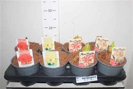 Горшечные цветы и растения оптом Hipp Gem 4 Srt 2 Branches от 8шт из Голландии с доставкой по России