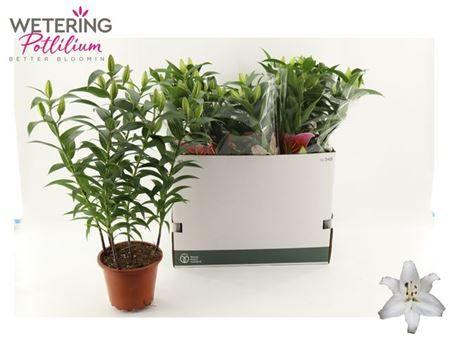 Горшечные цветы и растения оптом Lil Or Sun Bahamas 5pp от 5шт из Голландии с доставкой по России