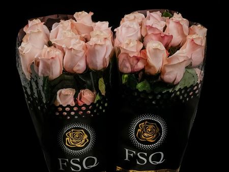 Срезанные цветы оптом Rosa ec pomarosa от 40шт. из Голландии с доставкой по России