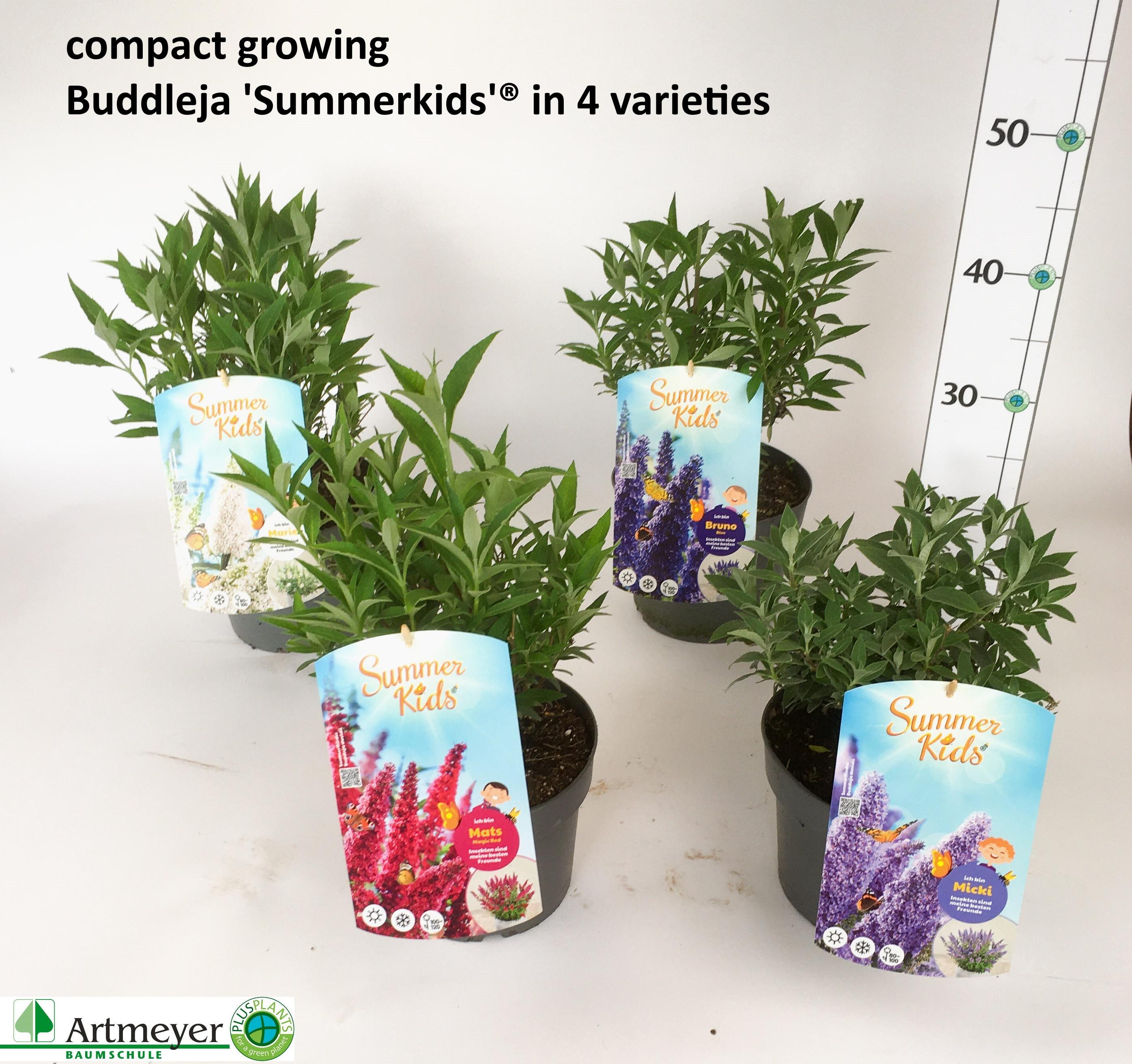 Горшечные цветы и растения оптом Budd Sum Kid Gem от 1шт из Голландии с доставкой по России