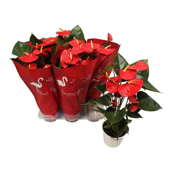 Горшечные цветы и растения оптом Anth An Jambo Red 5+ Deco Sleeve от 8шт из Голландии с доставкой по России