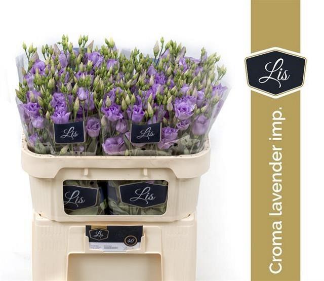 Срезанные цветы оптом Lisianthus do arena lavender от 40шт из Голландии с доставкой по России