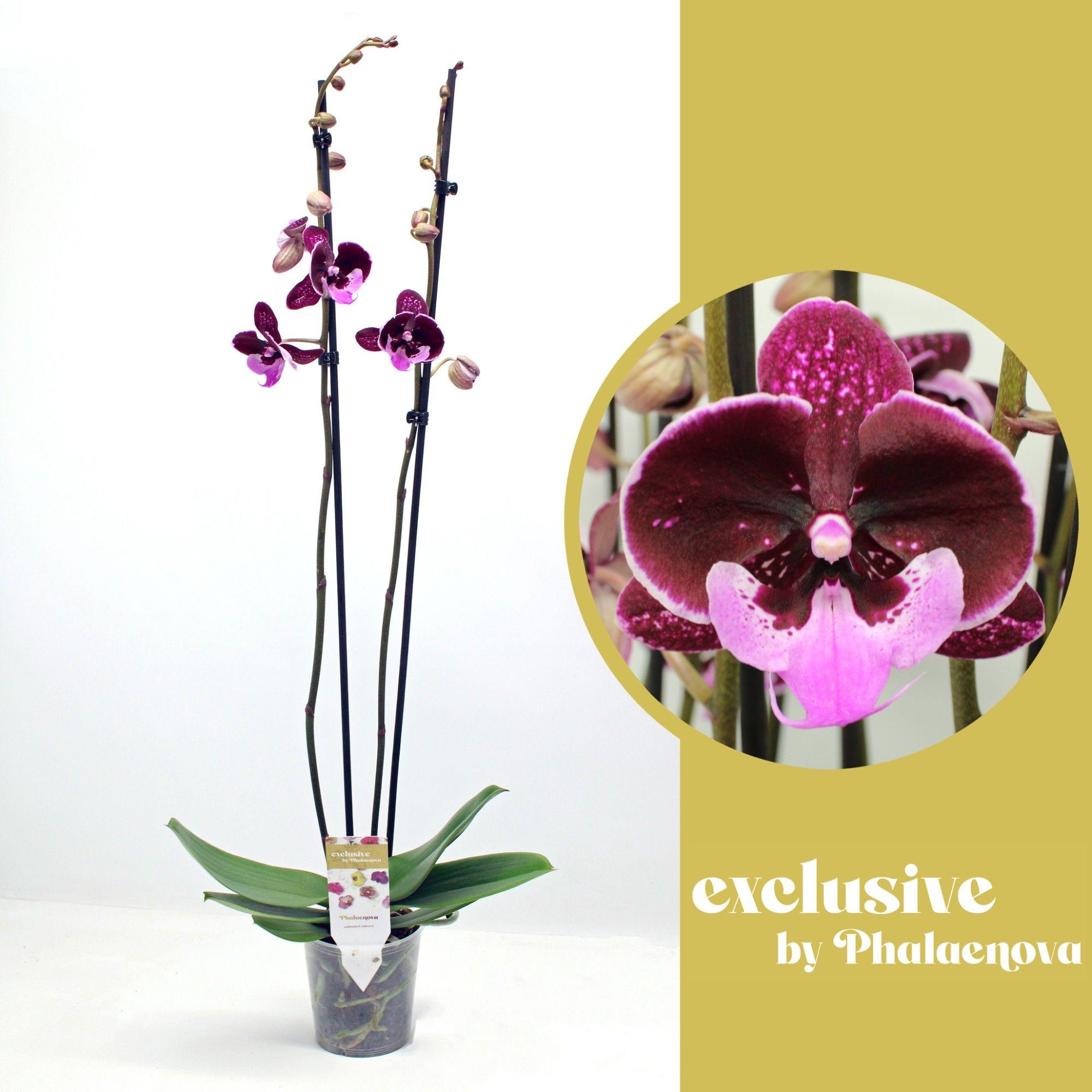 Горшечные цветы и растения оптом Phal 2st Hot Kiss 18+ (phalaenova) от 10шт из Голландии с доставкой по России