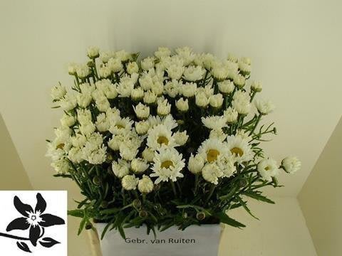Срезанные цветы оптом Leucanthemum vulgare от 100шт из Голландии с доставкой по России