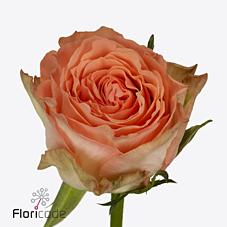 Срезанные цветы оптом Rosa large barbarella от 40шт из Голландии с доставкой по России