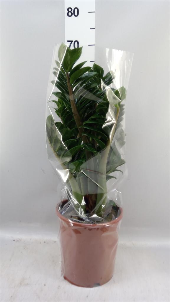 Горшечные цветы и растения оптом Zamioculcas Zamiifolia zenzi от 1шт из Голландии с доставкой по России