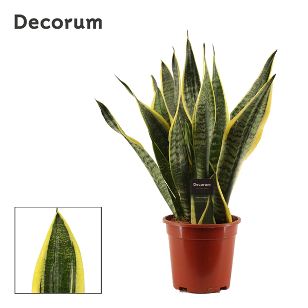 Горшечные цветы и растения оптом Sansevieria Superba (decorum) от 4шт из Голландии с доставкой по России