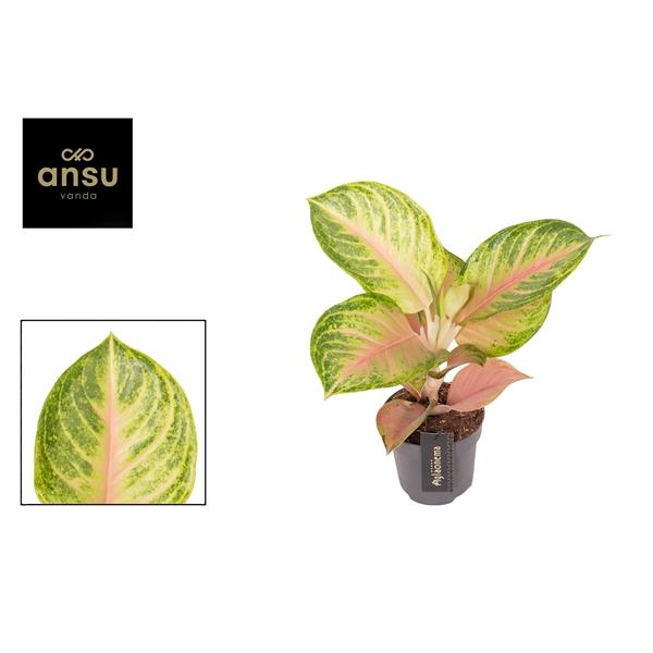 Горшечные цветы и растения оптом Aglaonema Sakura Mochi от 6шт из Голландии с доставкой по России