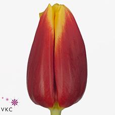 Срезанные цветы оптом Tulipa si russia от 100шт из Голландии с доставкой по России