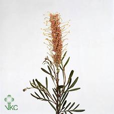 Срезанные цветы оптом Grevillea misty pink от 50шт из Голландии с доставкой по России