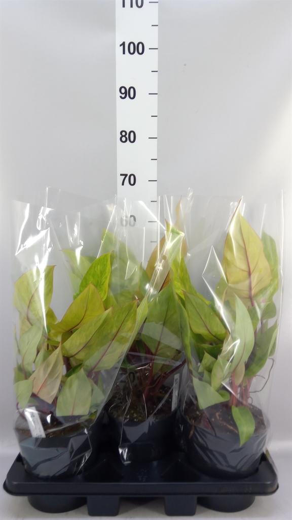 Горшечные цветы и растения оптом Philodendron painted Lady от 3шт из Голландии с доставкой по России