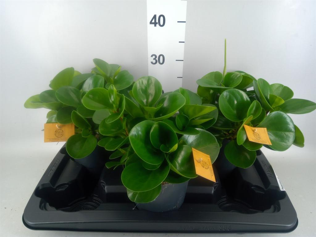 Горшечные цветы и растения оптом Peperomia Obt. green Gold от 3шт из Голландии с доставкой по России