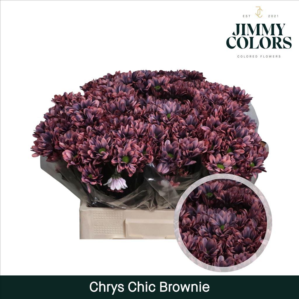 Срезанные цветы оптом Chrys sp paint chic brownies от 40шт из Голландии с доставкой по России