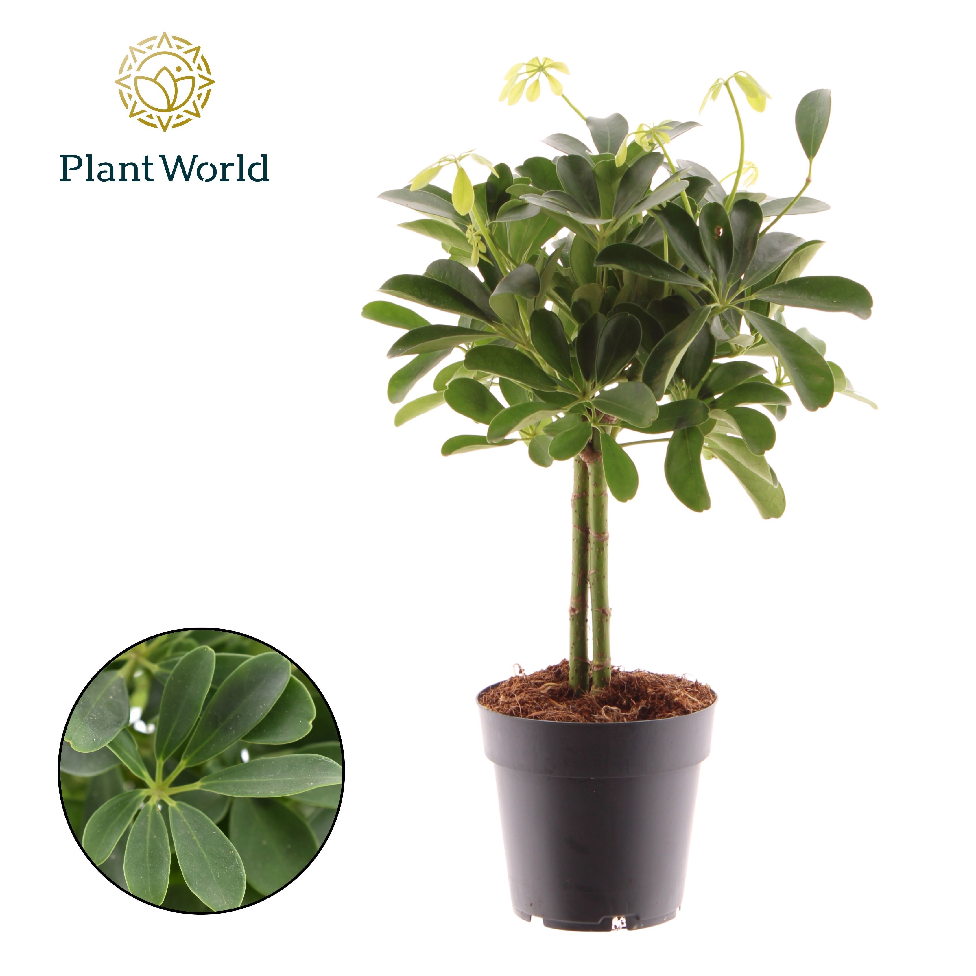 Горшечные цветы и растения оптом Schefflera Compacta On Stam от 7шт из Голландии с доставкой по России