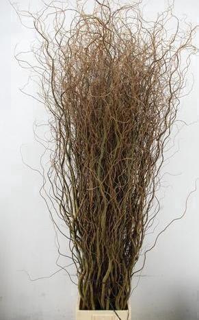Срезанные цветы оптом Salix tortuosa 220cm от 50шт из Голландии с доставкой по России