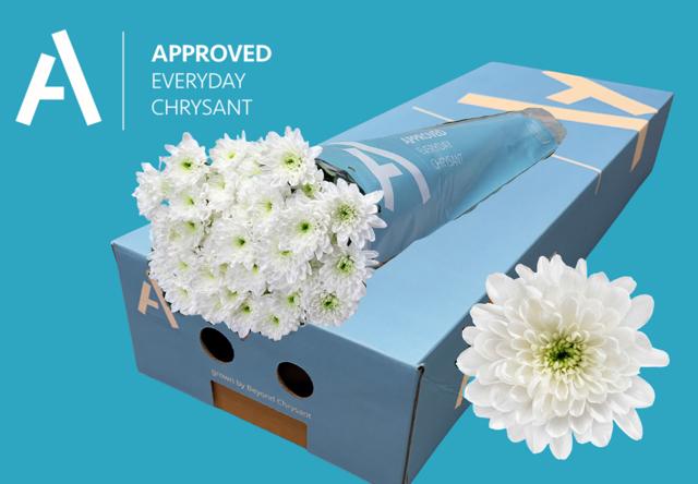 Срезанные цветы оптом Chrys sp baltica от 160шт из Голландии с доставкой по России