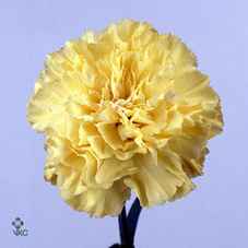 Срезанные цветы оптом Dianthus st hermes от 80шт. из Голландии с доставкой по России