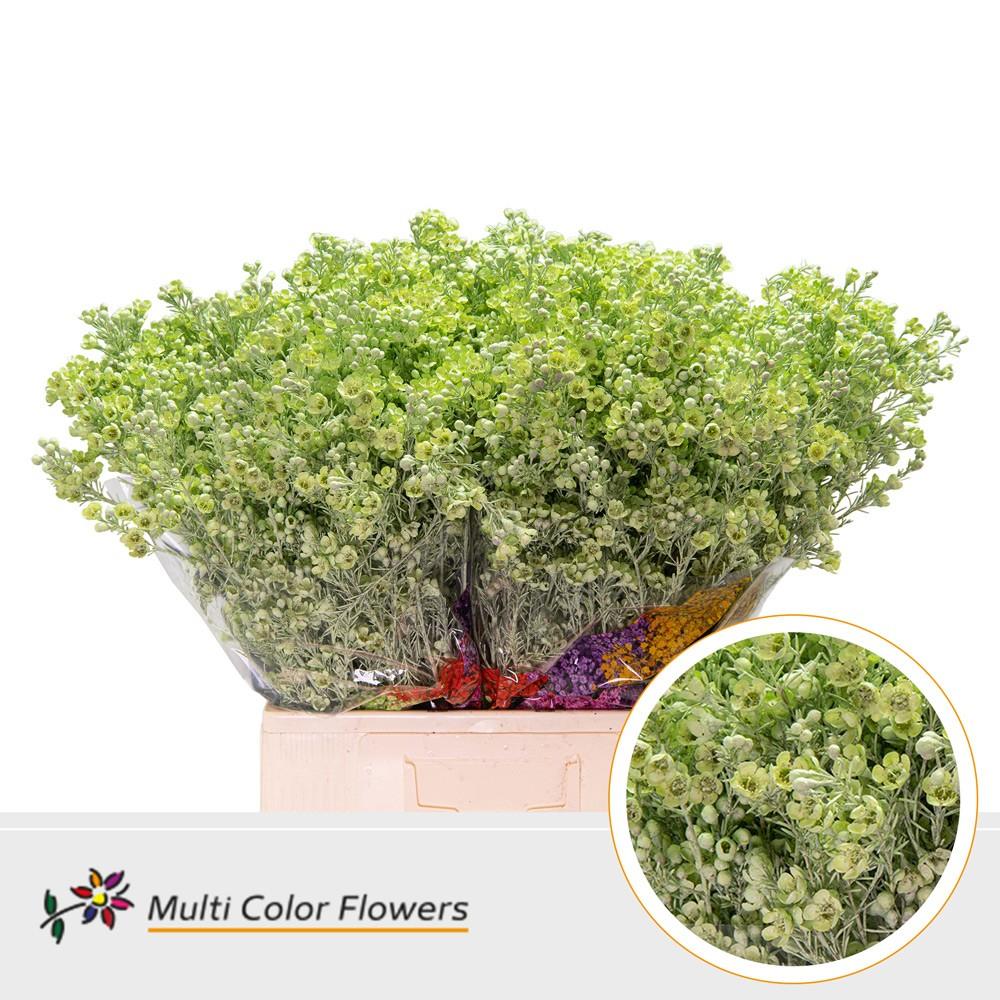 Срезанные цветы оптом Chamelaucium paint mintgreen от 100шт из Голландии с доставкой по России