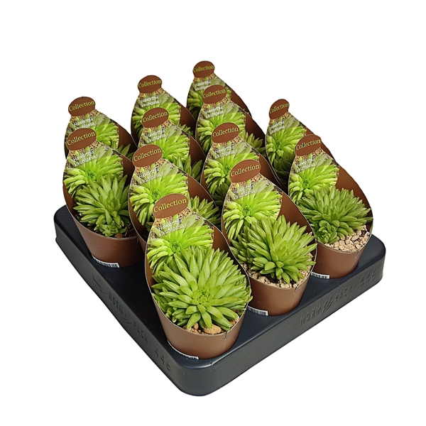 Горшечные цветы и растения оптом Haworthia Kikuhigasa Potcover от 12шт (для телеги) из Голландии с доставкой по России