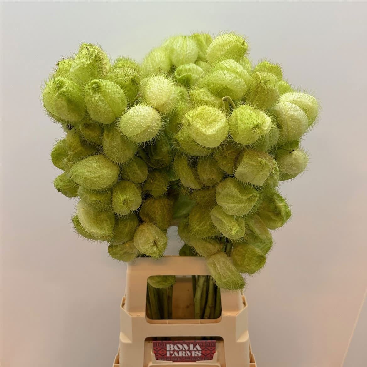 Срезанные цветы оптом Asclepias moby dick seed pod от 30шт из Голландии с доставкой по России