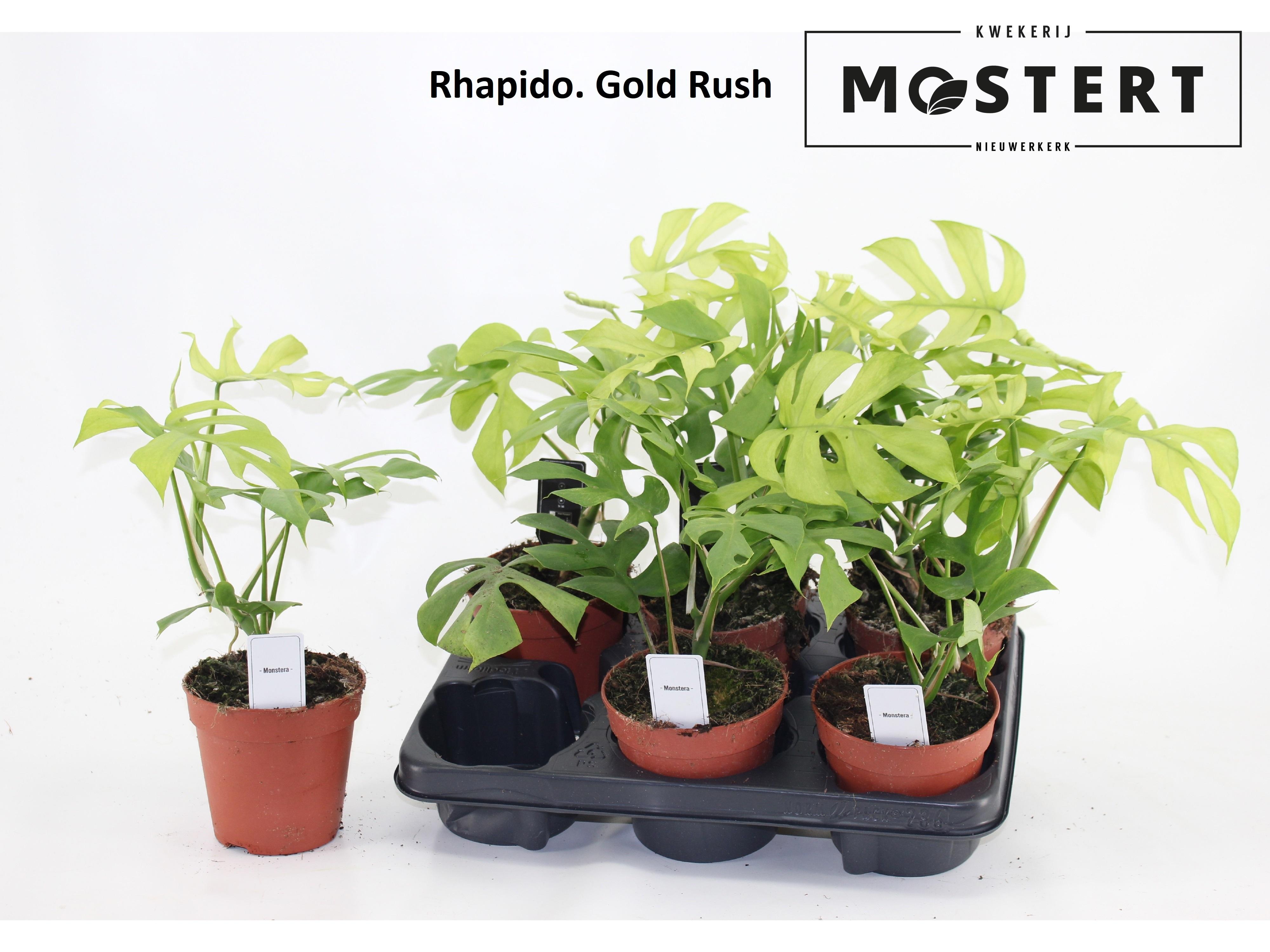 Горшечные цветы и растения оптом Rhaphido Tetrasperma от 6шт из Голландии с доставкой по России