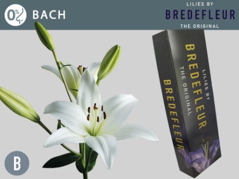 Срезанные цветы оптом Lilium la bach от 60шт. из Голландии с доставкой по России