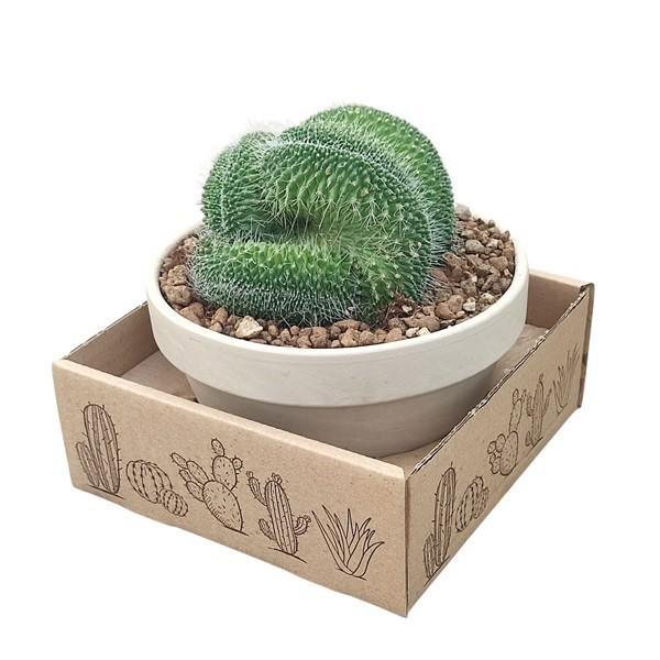 Горшечные цветы и растения оптом Mammillaria Spinosissima Un Pico Crested от 1шт из Голландии с доставкой по России