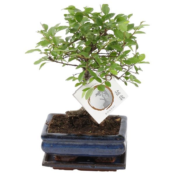 Горшечные цветы и растения оптом Bonsai Zelkova In Ceramic Ball Shape от 10шт из Голландии с доставкой по России