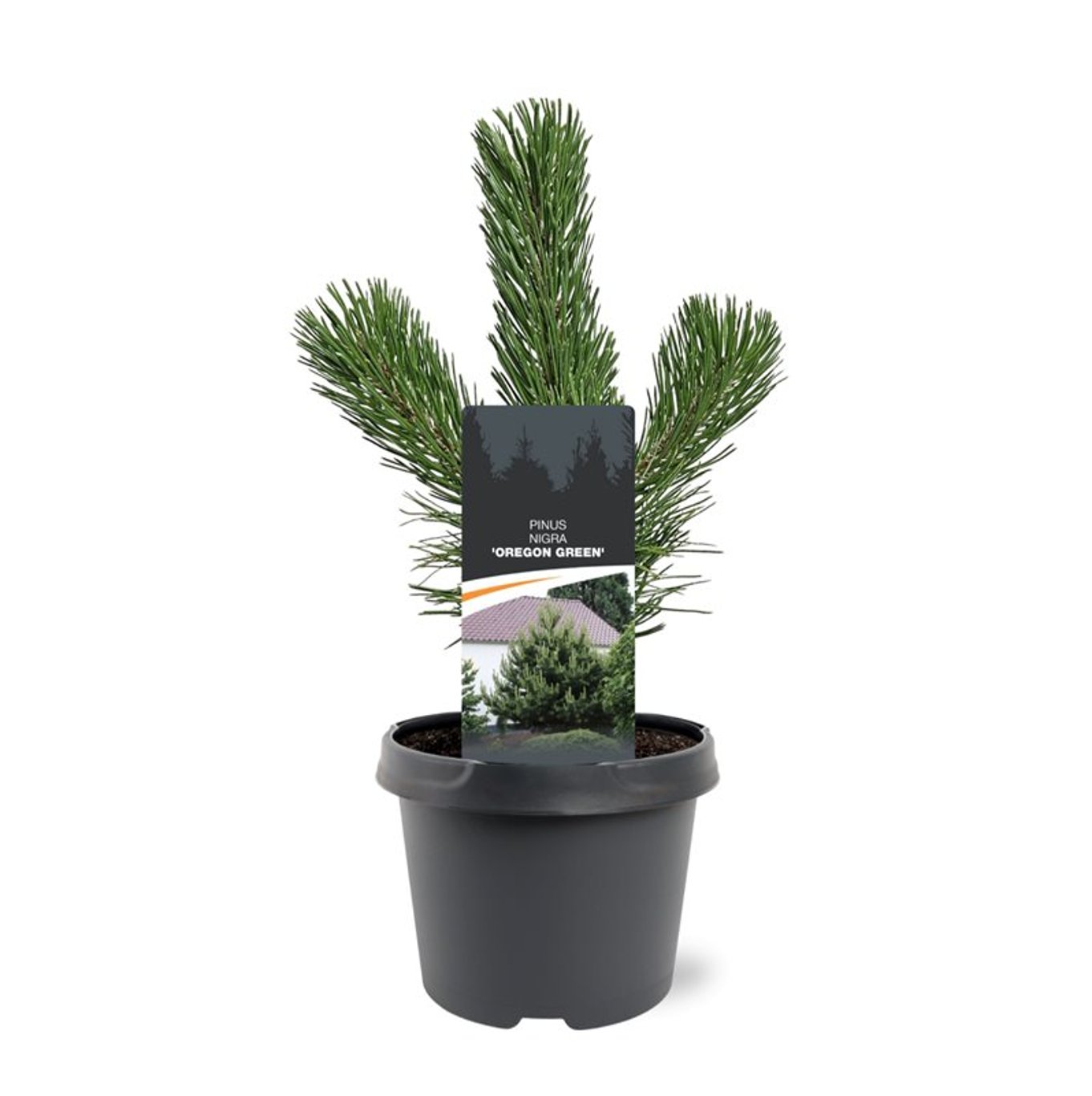 Горшечные цветы и растения оптом Pinus Nigra Oregon Green от 1шт из Голландии с доставкой по России