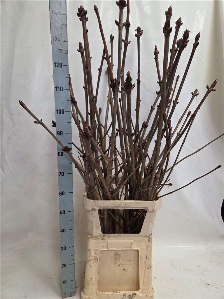 Срезанные цветы оптом Aesculus stem (kastanje) hippoc от 15шт из Голландии с доставкой по России