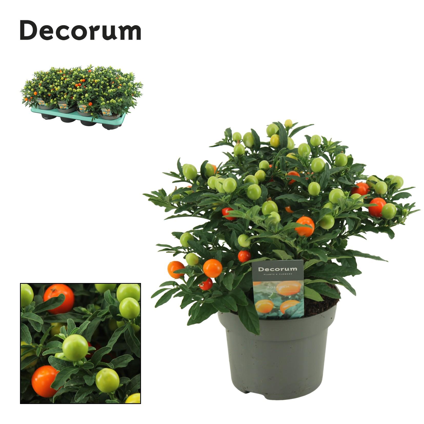 Горшечные цветы и растения оптом Solanum Pseudocapsicum (decorum) от 8шт из Голландии с доставкой по России