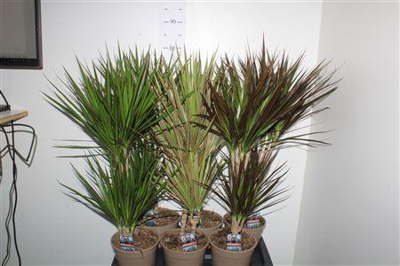 Горшечные цветы и растения оптом Dra Gem 30-10 Cm от 6шт из Голландии с доставкой по России